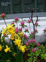 spring fever, flowers, gardening, hydrangea, outdoor living, Daffodils azaleas in the windowbox