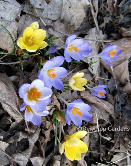 finally spring blooms, gardening, Purple and yellow crocus