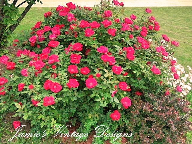 meu jardim de primavera em meados de maio de 2013, Nocautear Rosa Vermelho