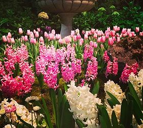 highlights from the nwfgs, flowers, gardening, succulents, Bulbs bulbs bulbs itching4spring