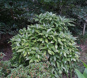 aucuba a shade loving and easy to propagate evergreen, gardening