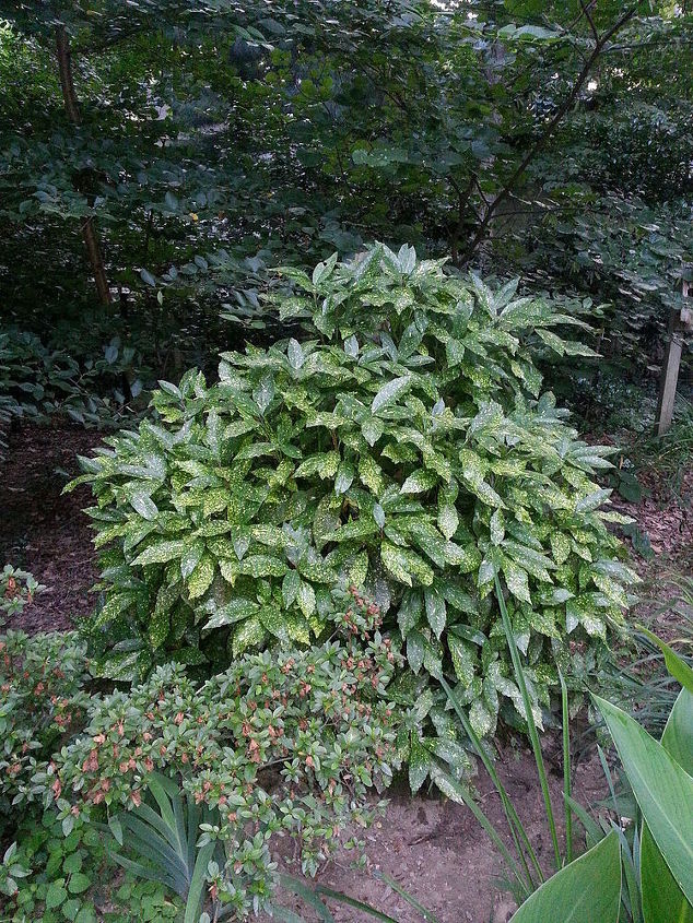 aucuba a shade loving and easy to propagate evergreen, gardening