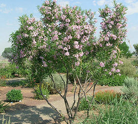 what types of plants and trees grow well in arizona in fall winter, Desert Willow The desert willow is most popular for its flowers which come in trumpet shaped shades of white pink and purple
