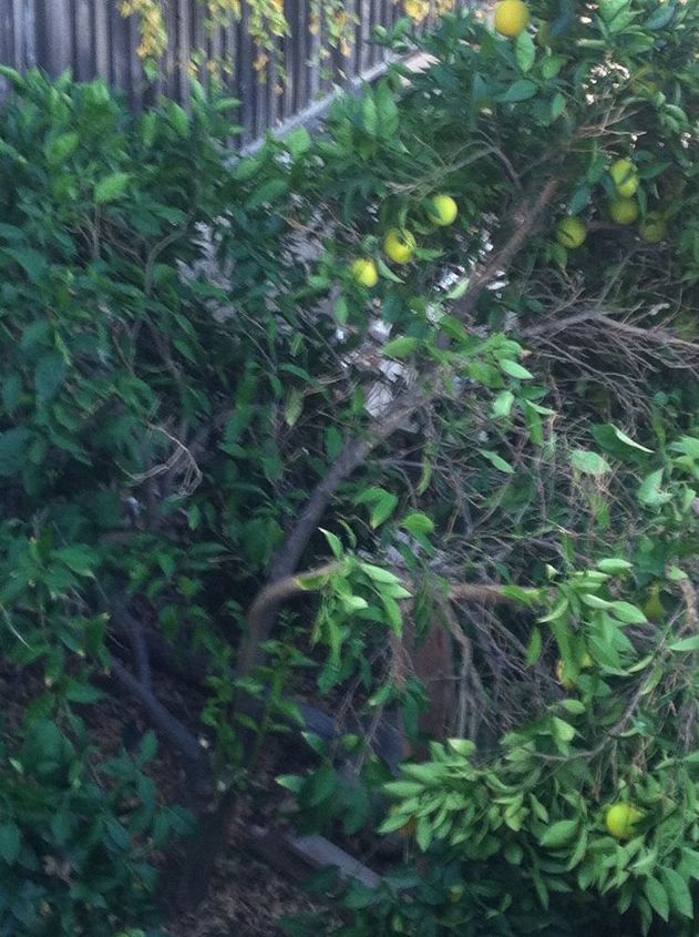 orange tree collapsed, gardening