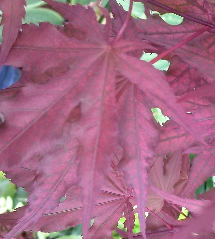 my love affair, Purple Ghost