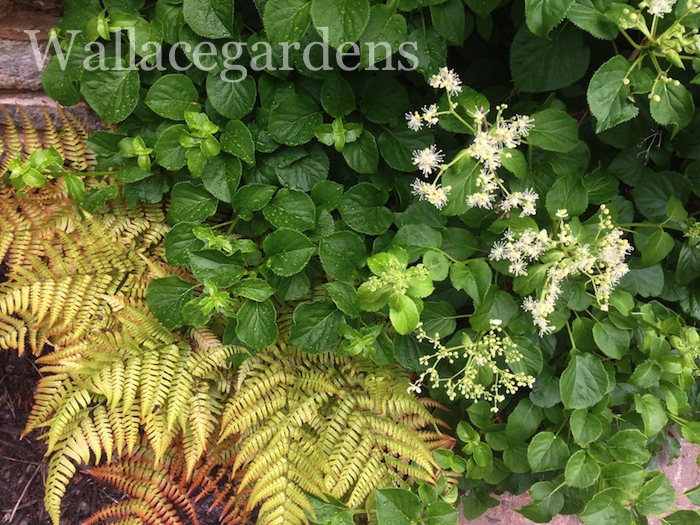 is your heart in the garden try these heart shaped plants, container gardening, flowers, gardening, hydrangea, Here s a Climbing Hydrangea Beautiful heart shaped leaves