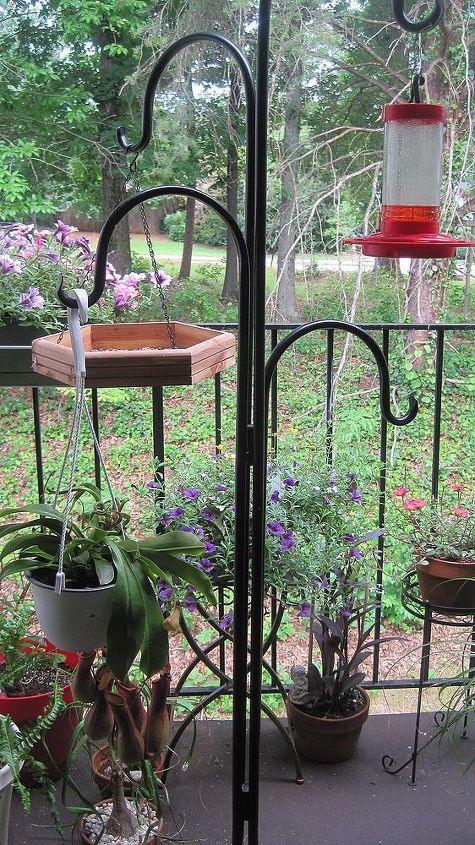 should i remove my bird feeder, outdoor living, pets animals, A Shepards hook holds both bird feeders and plants on my balcony