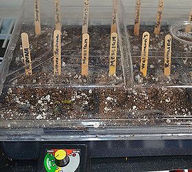 how to start seeds indoors, gardening, homesteading, Cover the seed tray with the cover if you have one or place your tray into a plastic bag to help retain the moisture in the soilless mix which tends to dry out much faster than potting soil