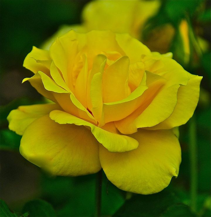 old roses and new hardy roses, gardening, Grandma s Yellow Rose recently released and dubbed the Yellow Rose of Texas
