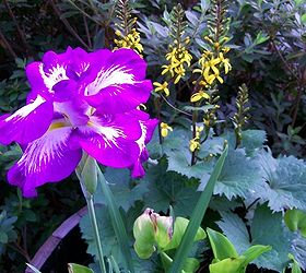 spring is just around the corner start planning, flowers, gardening, hydrangea, Wet soil combo Iris ensata Ligularia and Pickerel Rush