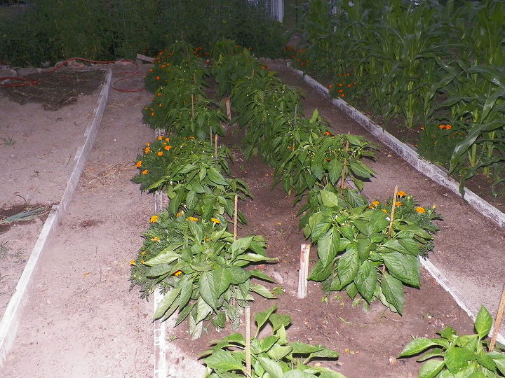 up date on garden, gardening, Sweet peppers