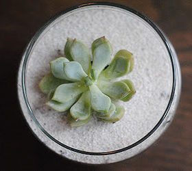 5 gorgeous ways to use succulents, flowers, gardening, succulents, terrarium, I planted this little guy in a Dollar Store jar with some pea gravel soil and aquarium sand A year later still thriving
