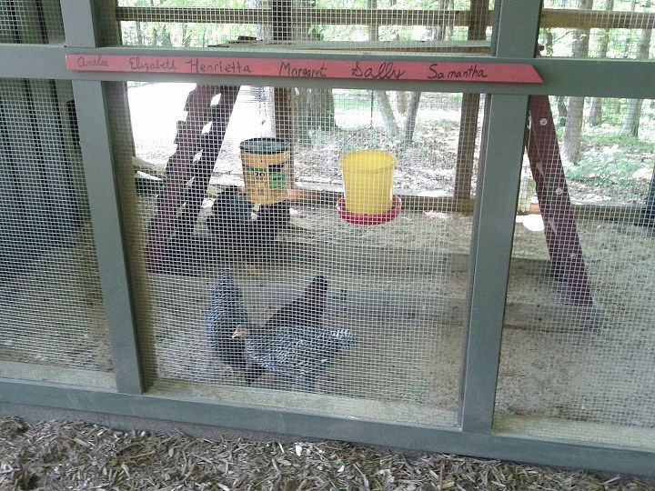 garden tour, Come meet the chickens