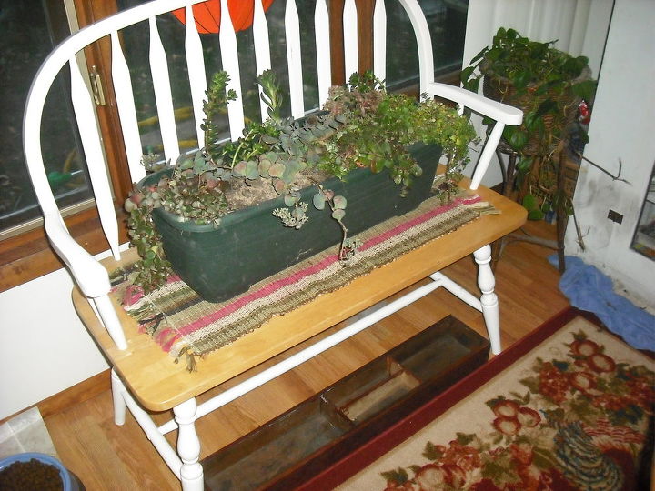 my succalent garden brought in for winter and coleus rooting for spring, gardening, Darn I forgot to put the gourds in the box on the floor to show this off with color add later but u get to see my nice antique box