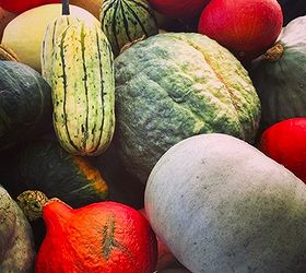 heirloom pumpkins gourds and squashes, gardening, seasonal holiday d cor, These heirloom squashes were found at a local nursery look at the fab colors and textures