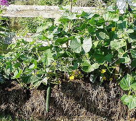 hay bale cucumbers, gardening
