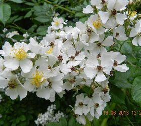 flowers and garden 2013, flowers, gardening, hibiscus, hydrangea, Wild Rose