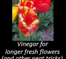 use vinegar for long lasting cut flowers and so much more, flowers, gardening