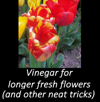 use vinegar for long lasting cut flowers and so much more, flowers, gardening