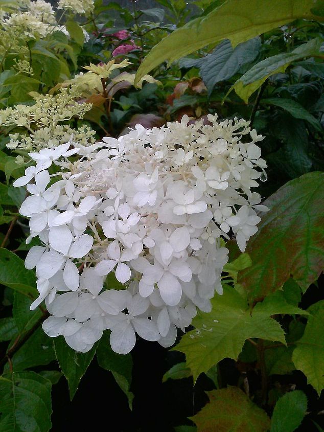 there is simply no excuse for not having a hydrangea in your life, flowers, gardening, hydrangea