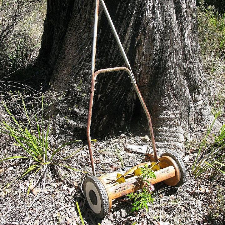 spring time in an australian bush garden, flowers, gardening, Vintage mower bought on ebay with Pandorea hoping to train the plant up the mower handle and onto the gum tree