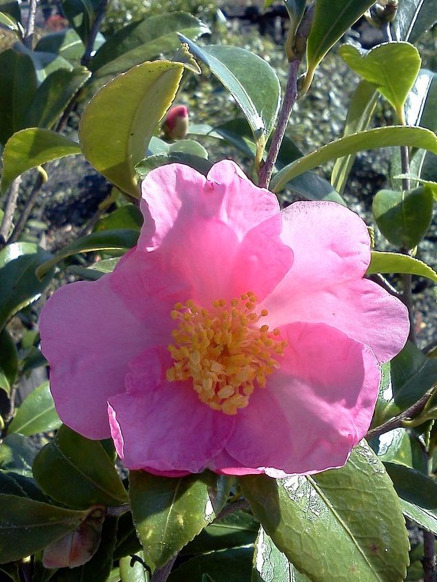 some fall color thoughts to brighten your day, gardening, seasonal holiday decor, Camellia Fragrant Pink