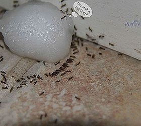 ant poison diy, pest control