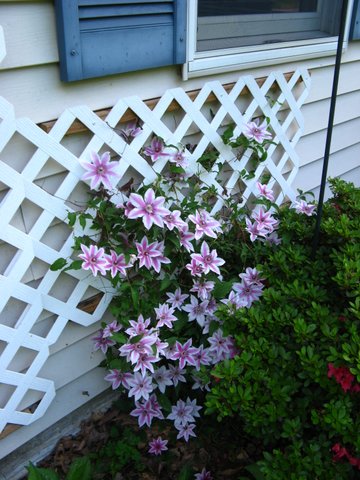 poor blooms on nellie moser clematis, The blooms are smaller and pale compared to last year Also I have had it at least 4 years and would think it should be bigger