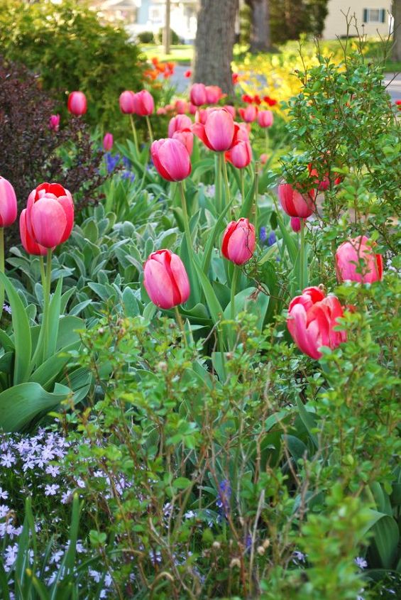tulip apricot impression in our hill garden, Tulipa Apricot Impression surrounded by silvery lambs ears Stachys byzantine on the Hill