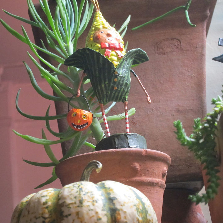 group c wins 3rd coin toss follow up halloween decor part 3 of 4, flowers, gardening, halloween decorations, seasonal holiday d cor, succulents, Ready for her garden themed close up Ms Cob in my succulent garden