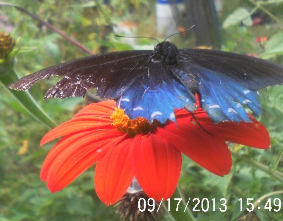 so happy we still have flowers blooming and a few butterflies, flowers, gardening, pets animals