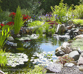 6 tips for designing and installing a water garden or fish pond, gardening, home decor, outdoor living, ponds water features, Tip 3 ecosystem provide a balanced ecosystem for your pond with the addition of plants and fish Aquatic plants will take the nutrients out of the water that algae compete for and the fish will fertilize the plants