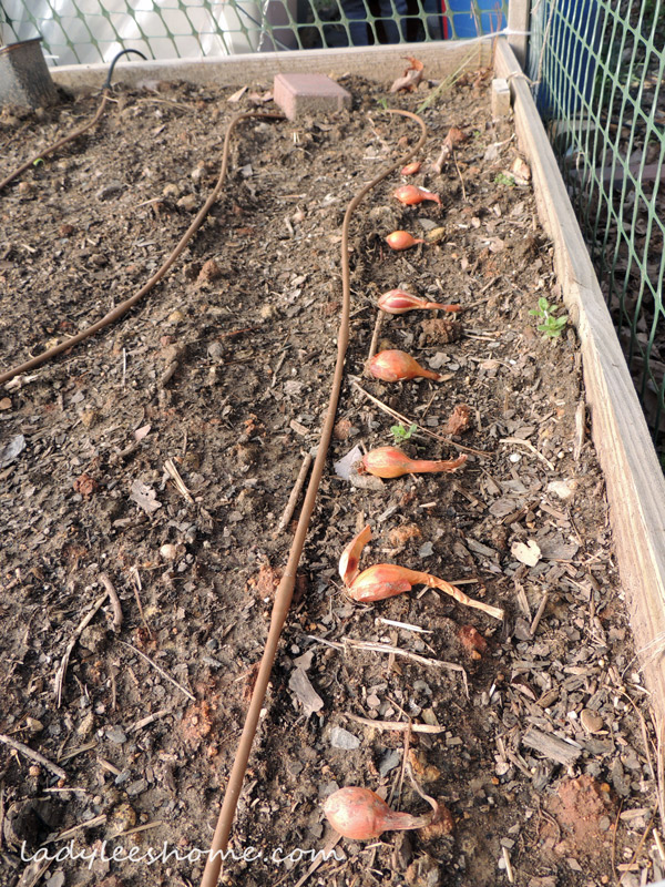 how to plant onion sets, gardening, homesteading