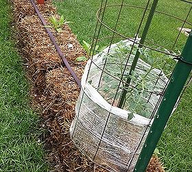 straw bale gardening, gardening, Stick your tomato cage right into the bale