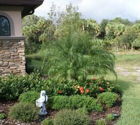 new pictures, doors, gardening, Roebellini palm and Maui ixora blooming