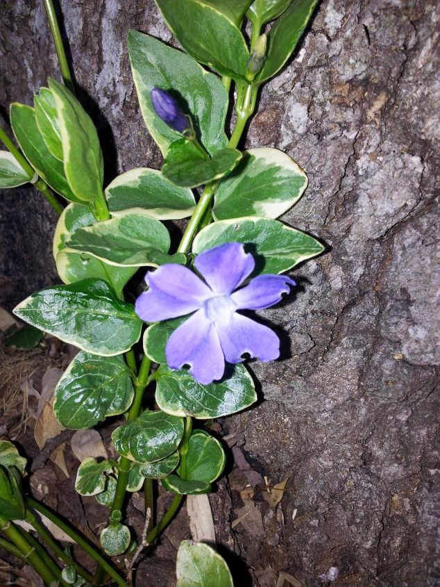 2013 early bloomers, flowers, gardening, Vinca doesn t the bark make a nice back drop