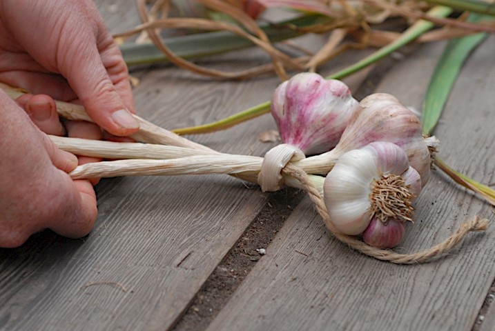 braiding garlic, gardening, Today Carolyn is going to share how to braid dry garlic for a beautiful look in your kitchen To begin you will lay three clean dry stalks of garlic with the foilage facing toward you