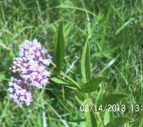 monarch butterfly, gardening, Swamp milkweed