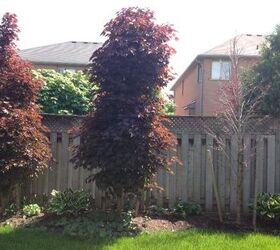 gardening one of my red maple trees died, gardening, Two still alive one died