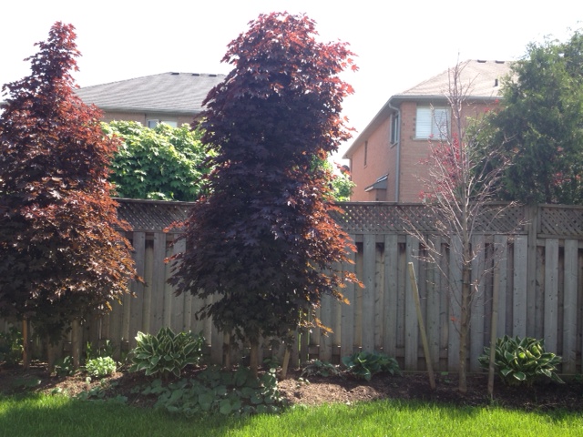 gardening one of my red maple trees died, gardening, Two still alive one died