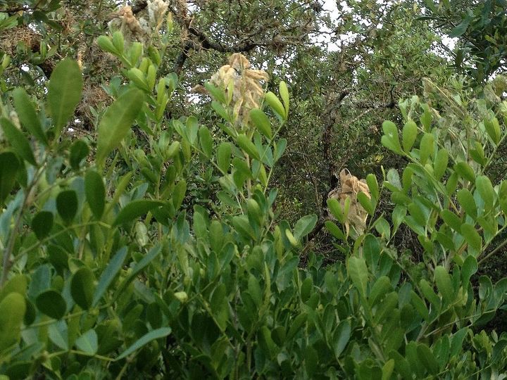 q mountain laurel problem, gardening