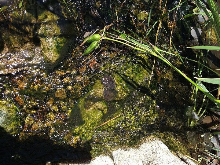 understanding algae, ponds water features, Algae in a Pondless Waterfall