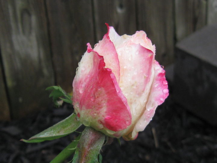 la rosa del dia de la madre por fin empieza a florecer bonita