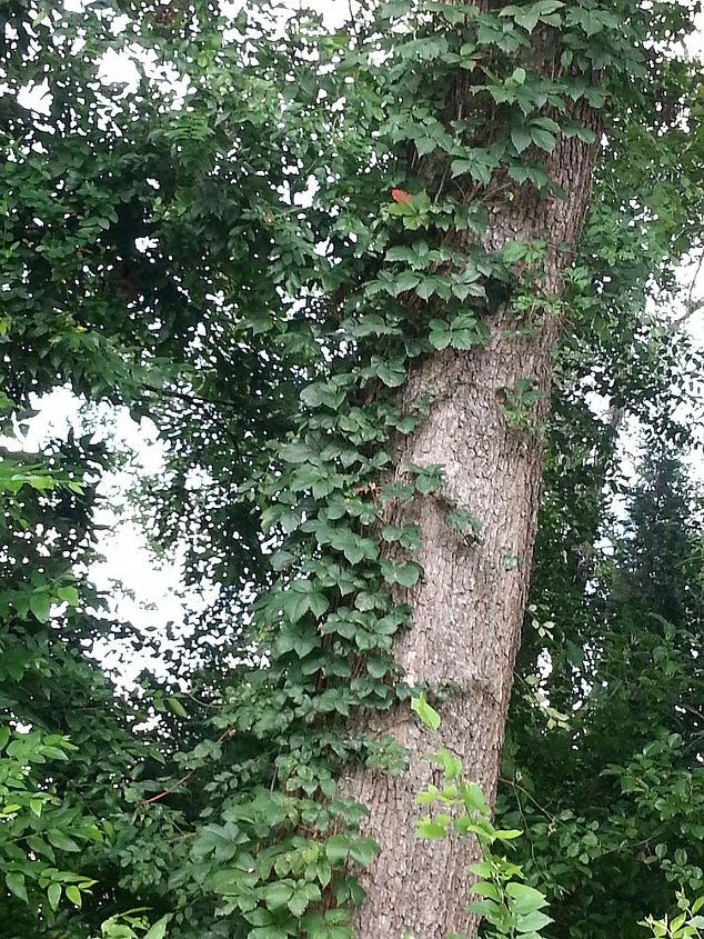 what type vine is this and is it intrusive, gardening