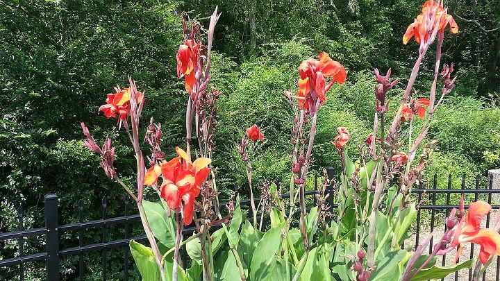 cana after flowers seeds, flowers, gardening, Cana grew well this year 6 feet tall LOTS of flowers on a daily basis