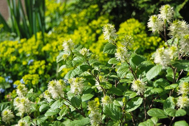 scenes from the shade path garden, flowers, gardening, outdoor living, Our new Fothergilla bush is flowering this month and goes so nicely with the Euphorbia