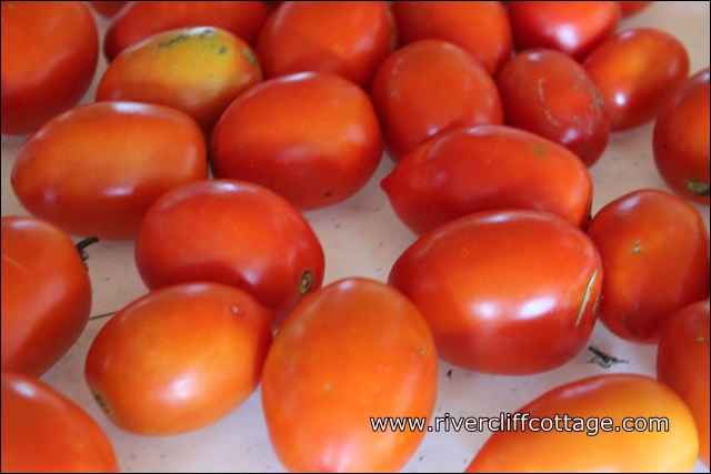 cultivando tomates em baldes de cinco gales
