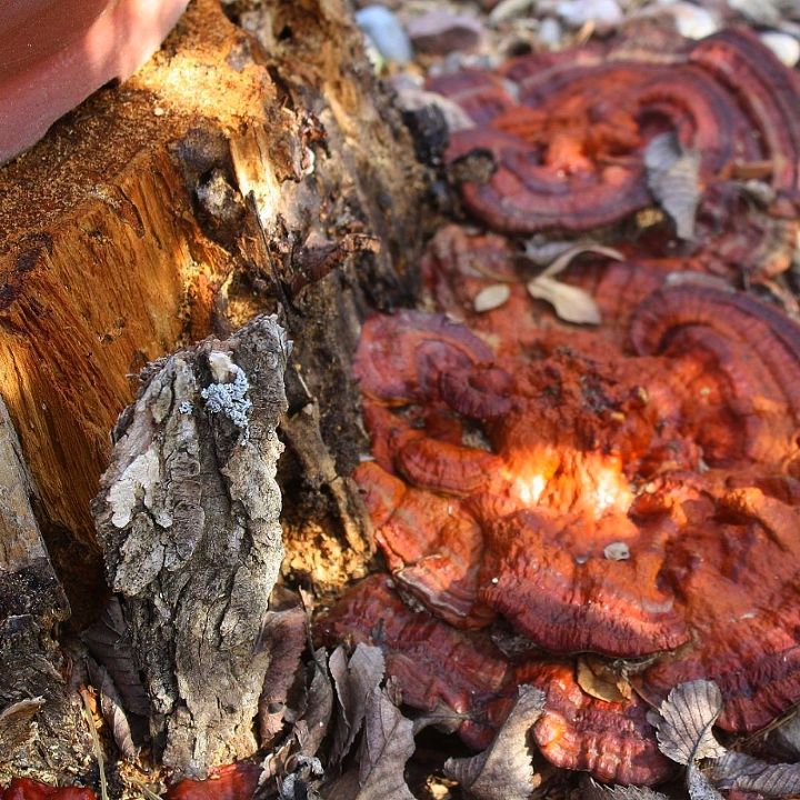 fungus among us or finding beauty where you did not plant it, gardening, This stump may appear dead but look closer What a splendid display of rich color