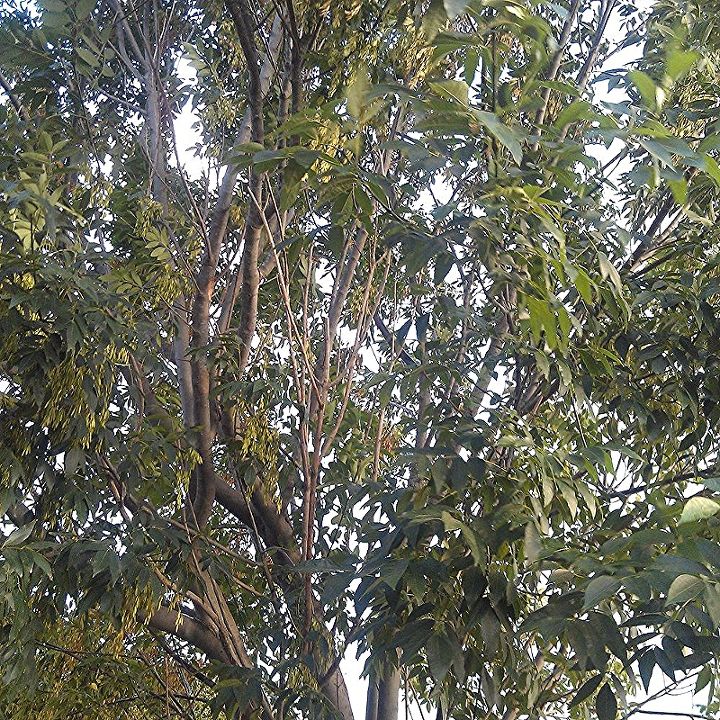 can anyone identify this deciduous tree, flowers, gardening, Canopy of tree