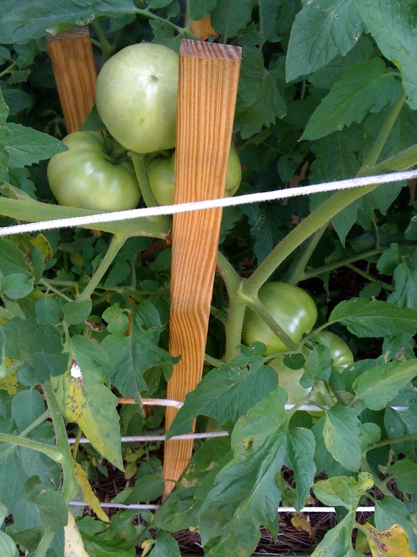 meu pomar, Os tomates quando plantados perto da casa parecem se sair muito melhor com muito menos calor e mais sombra